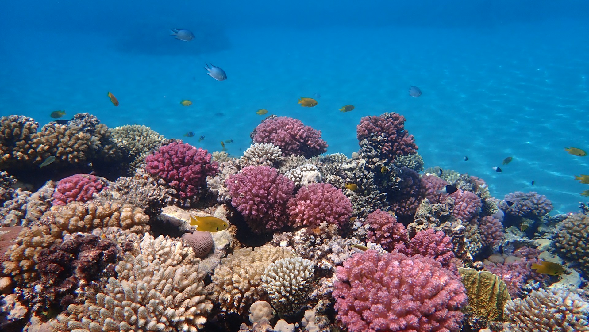 Egyiptom Hurghada All inclusive nyaralás júliusban 147.200 Ft.